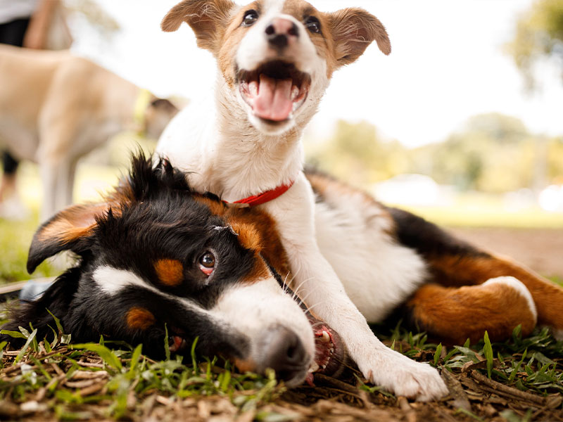 Dog Daycare | Jeffersonville, New Albany IN