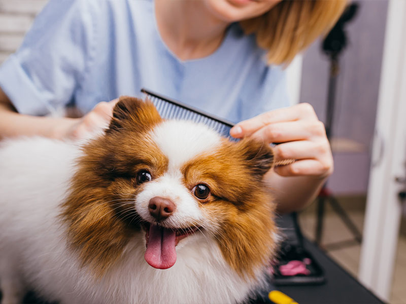 Dog Grooming | Jeffersonville, New Albany IN, Louisville KY